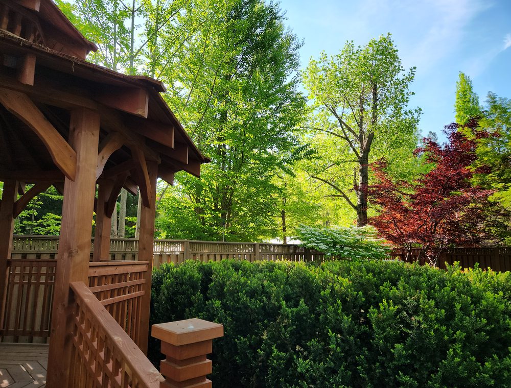A Japanese maple and stone lantern in a quiet corner of the garden.