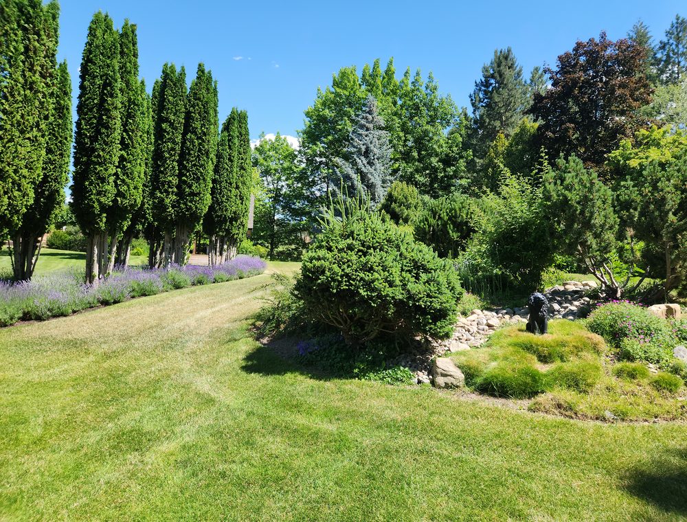An open lawn with trees and lavender — a lovely spot for a picnic.