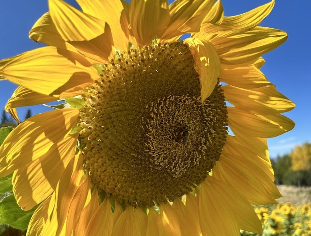 A giant sunflower in the sunflower maze.