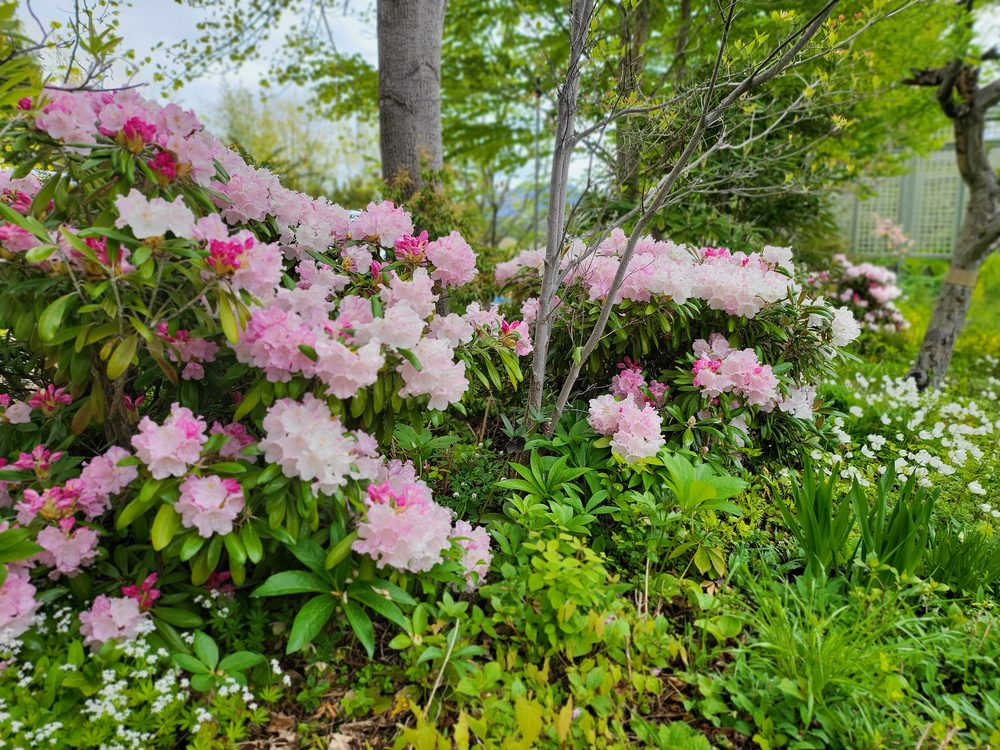 Pink and white rhododendrons in bloom