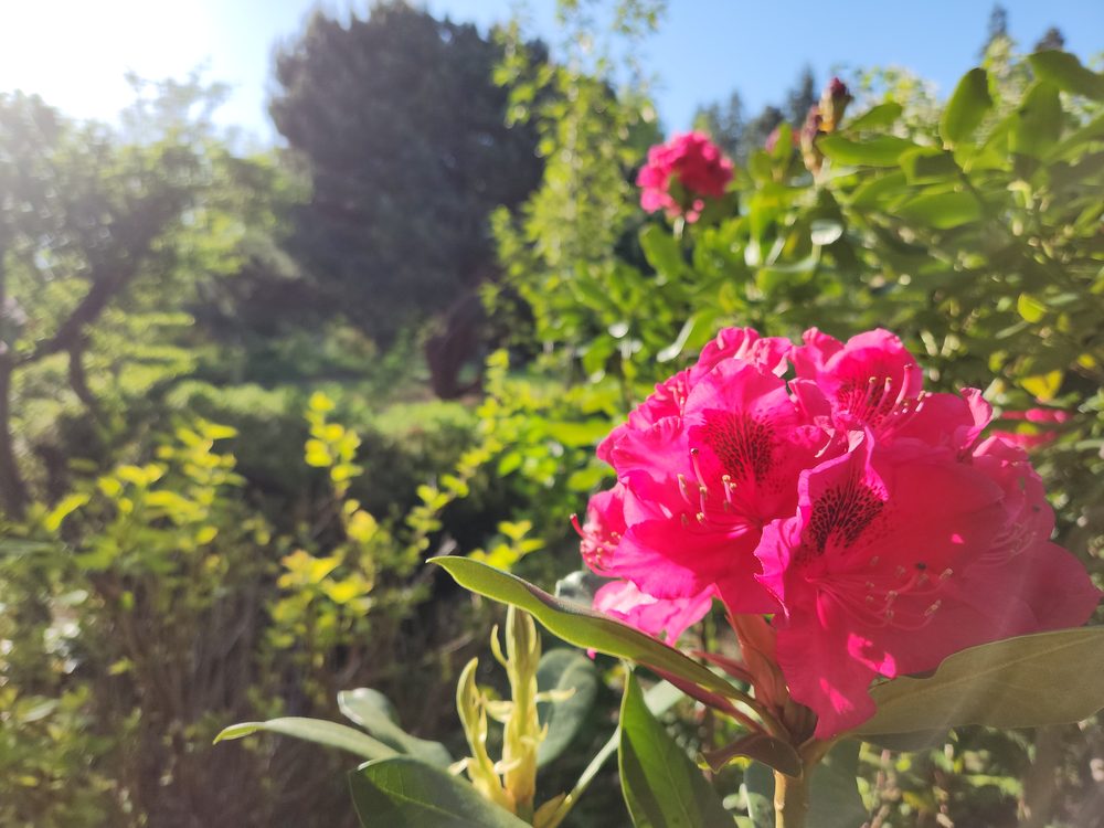 Magenta rhododendrons beside the lawn