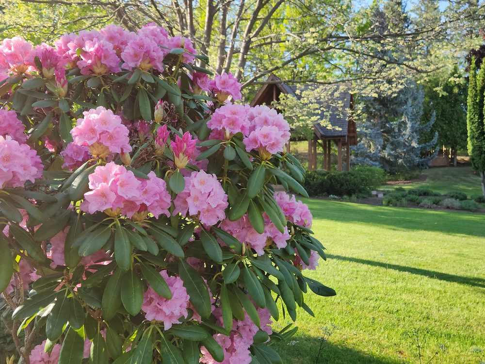 A pink rhododendron with the garden behind