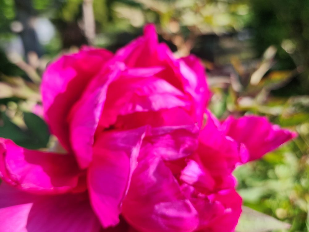 A deep magenta rose