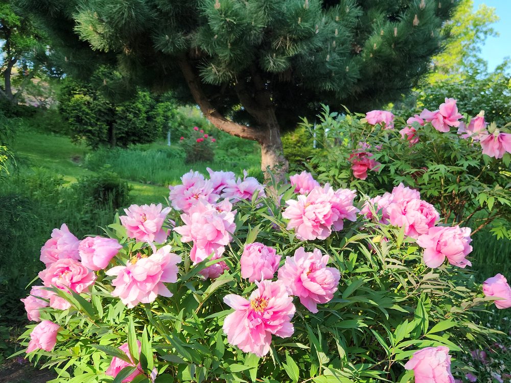 Pink roses with green lawn and hedges