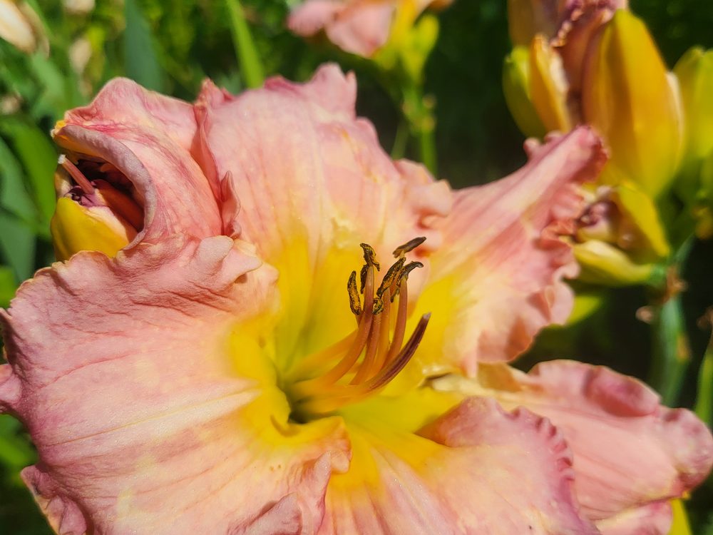 A pink daylily with a yellow throat