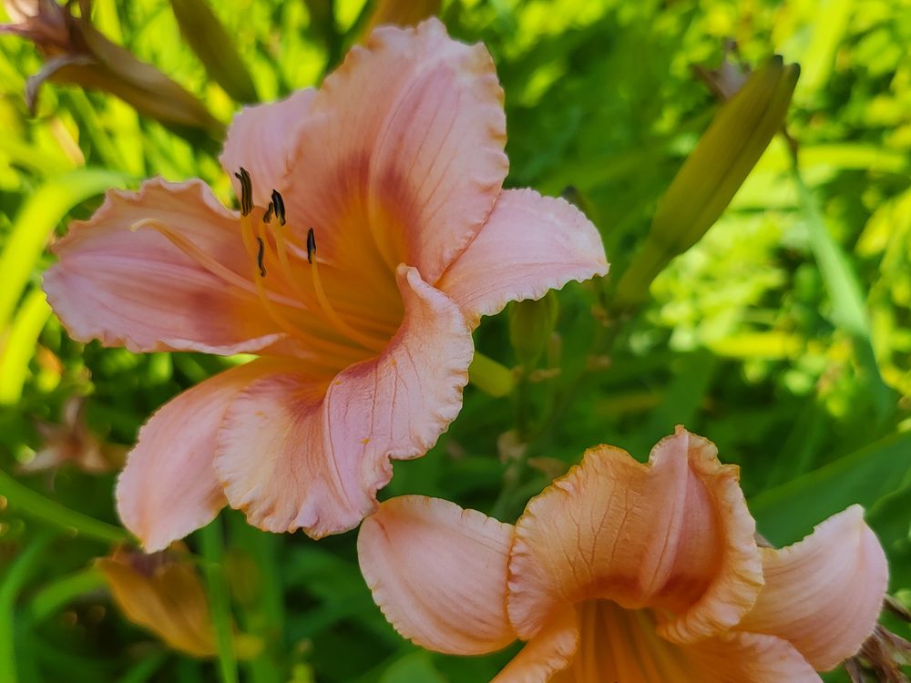 A peach daylily in detail