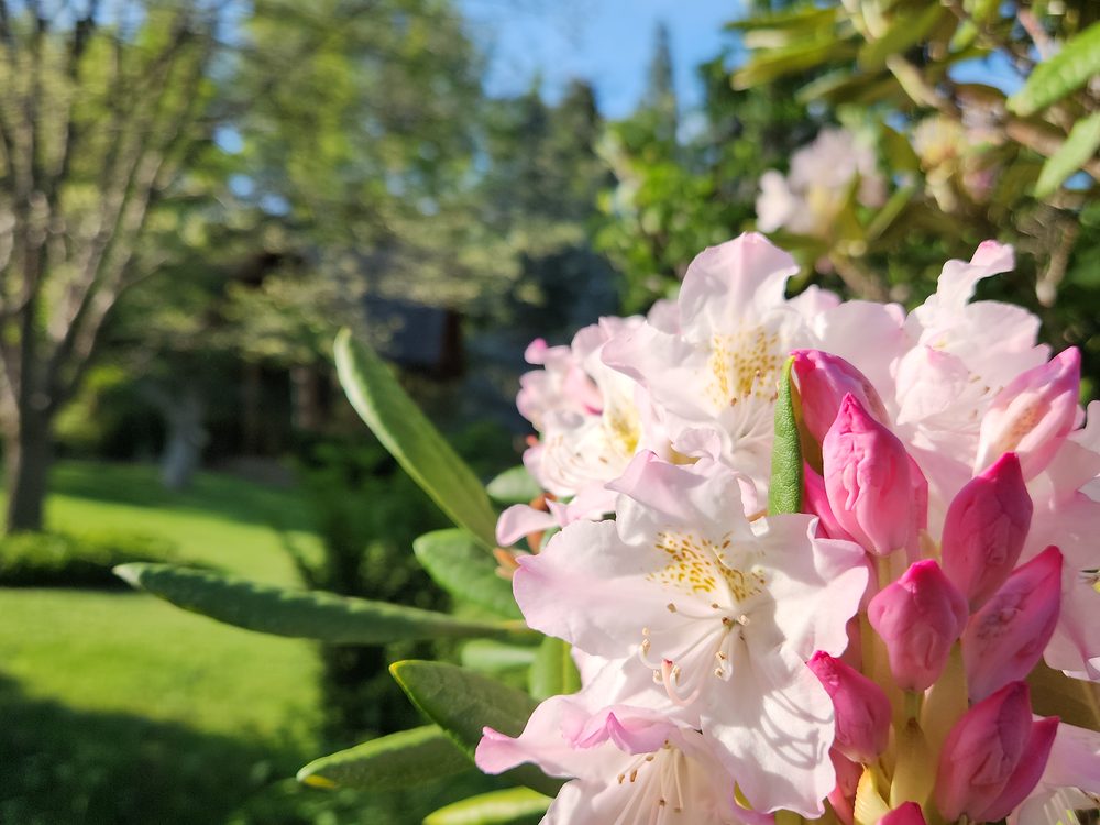 A pink and white peony among foliage