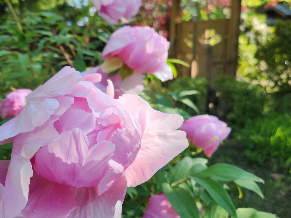 A full double peony