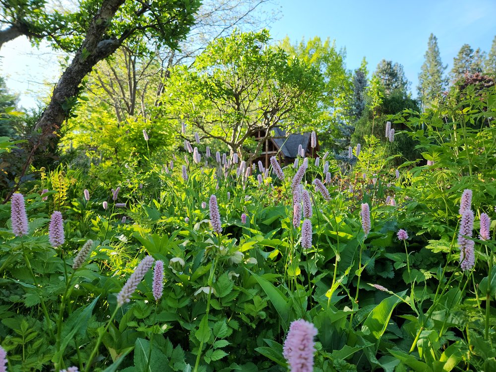 Purple liatris spikes in a flower bed