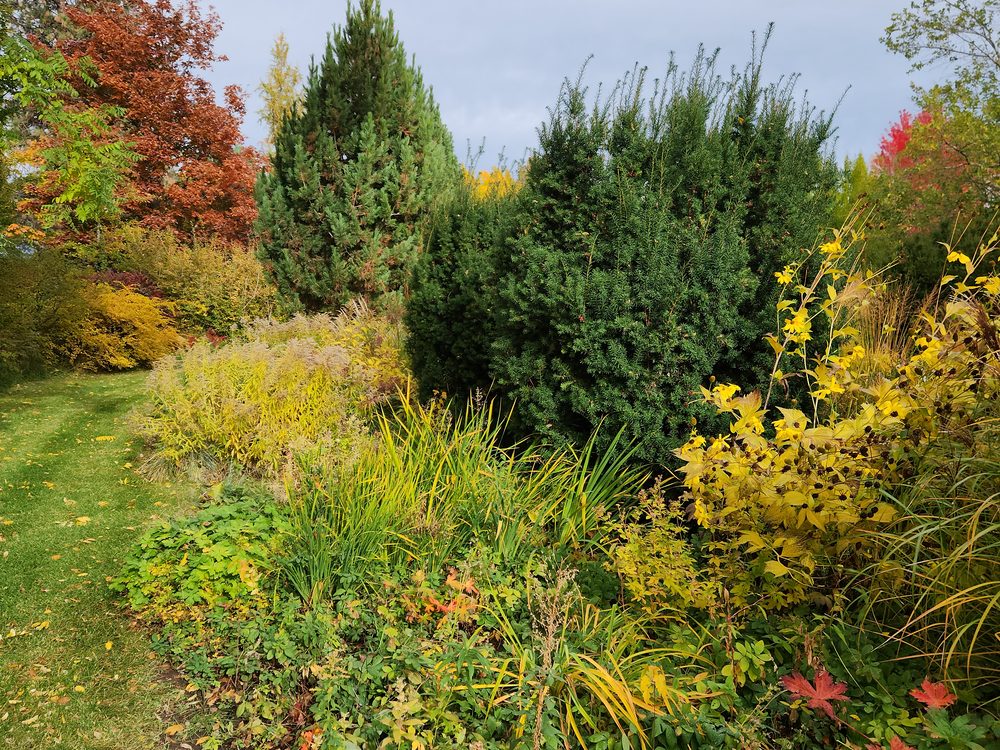 Autumn colour across the garden beds