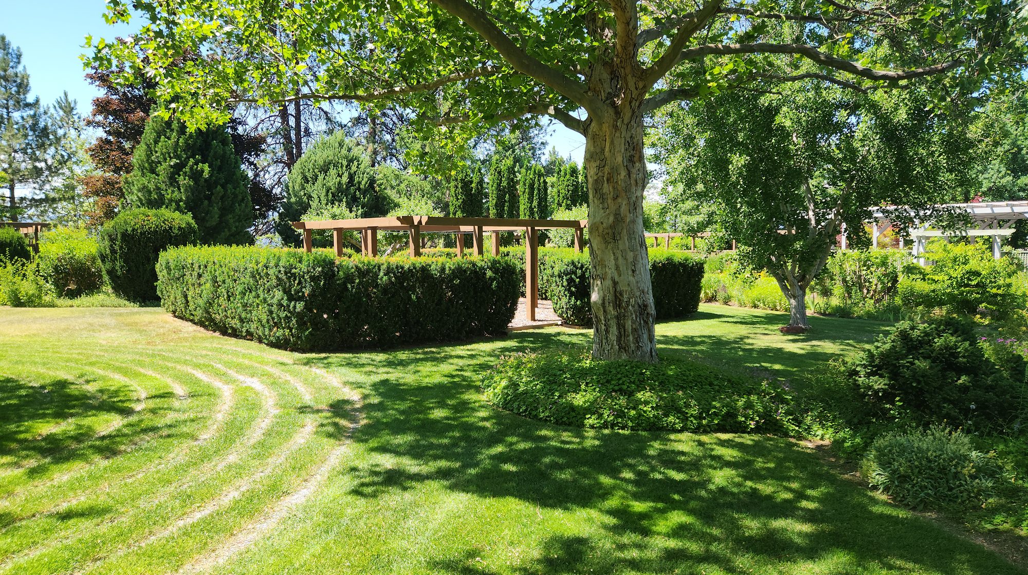 A sweeping view across the restored Elysium Gardens, with mown labyrinth paths in the lawn beneath a great shade tree.