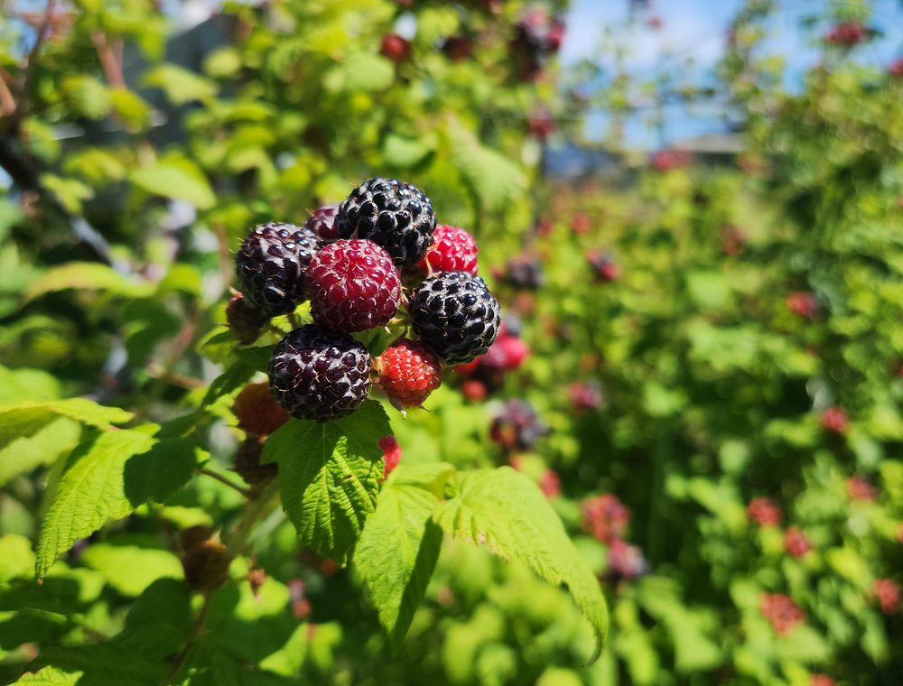 Ripe blackberries ready to pick.