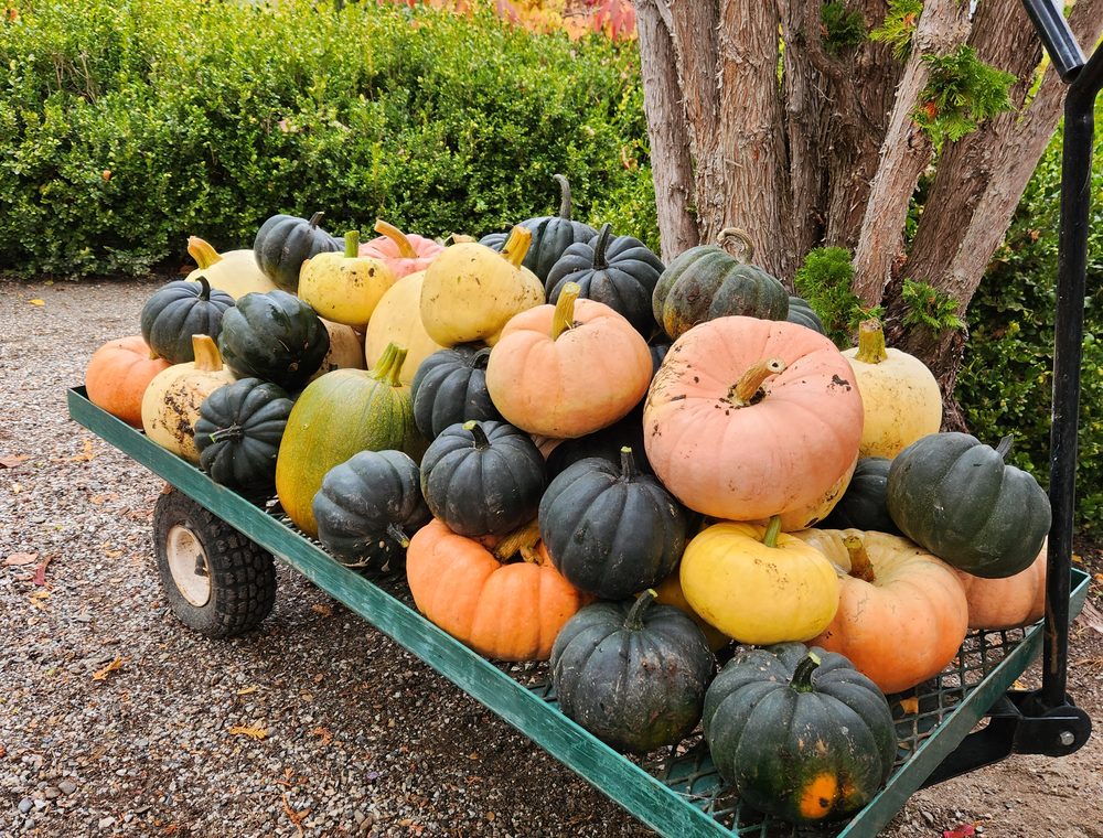 A cart heaped with colourful pumpkins and squash.